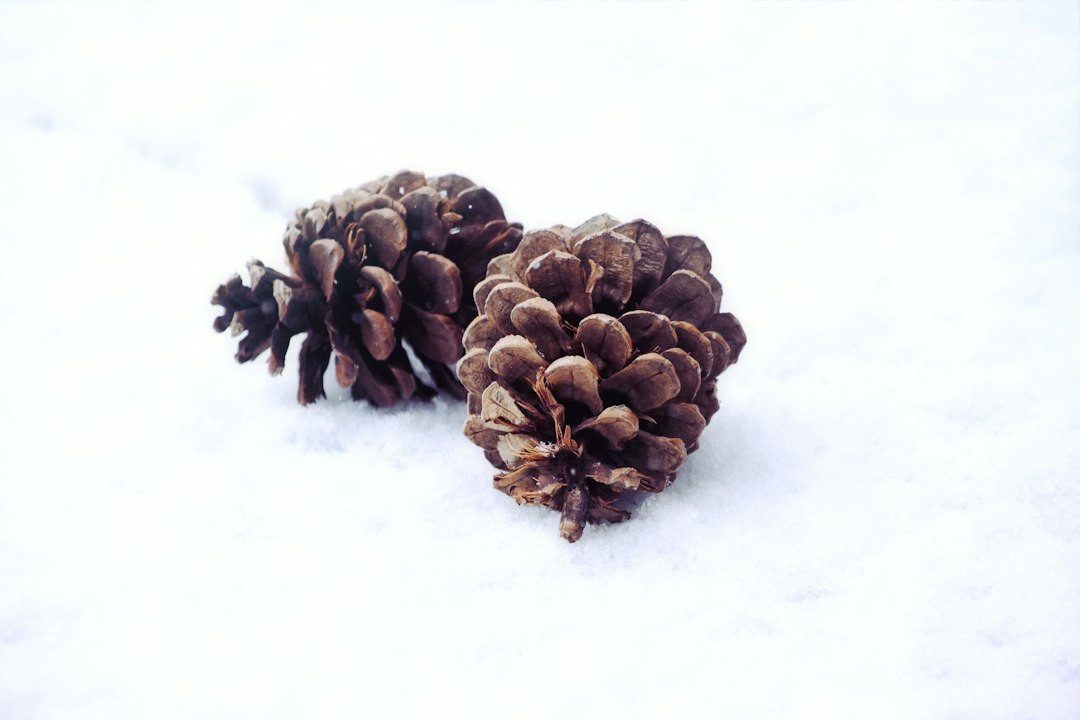 Snuggle Up with Winter Warmers: Cosy and Comforting Scents for Chilly Days