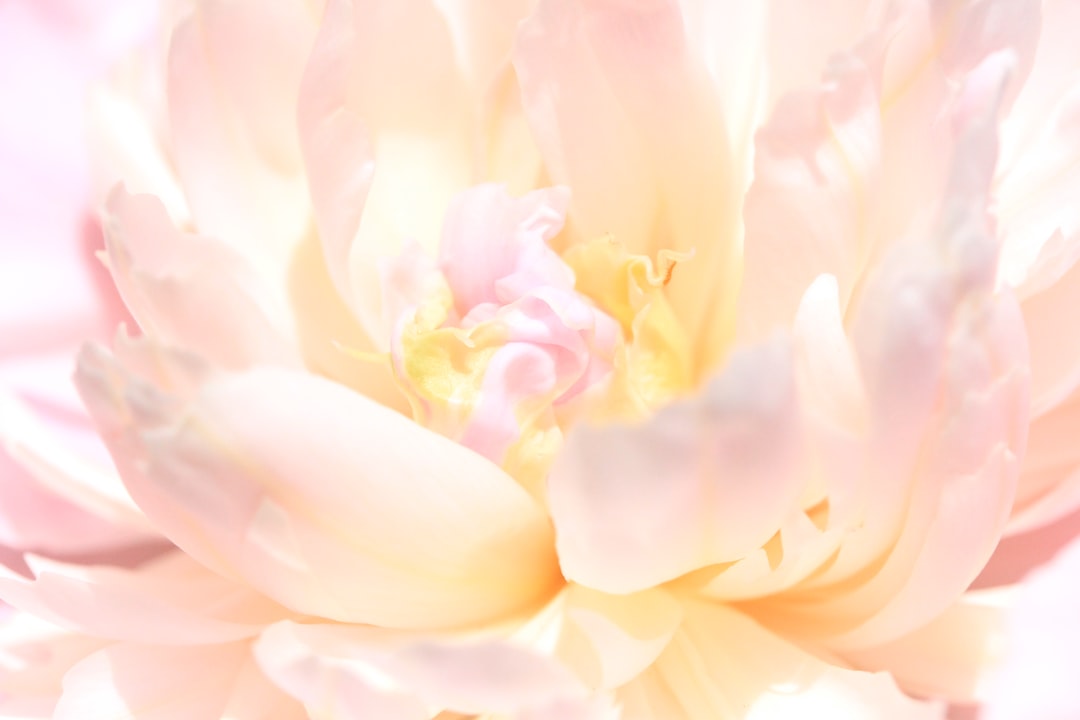Blooming Beauties: Top Floral Fragrances for February