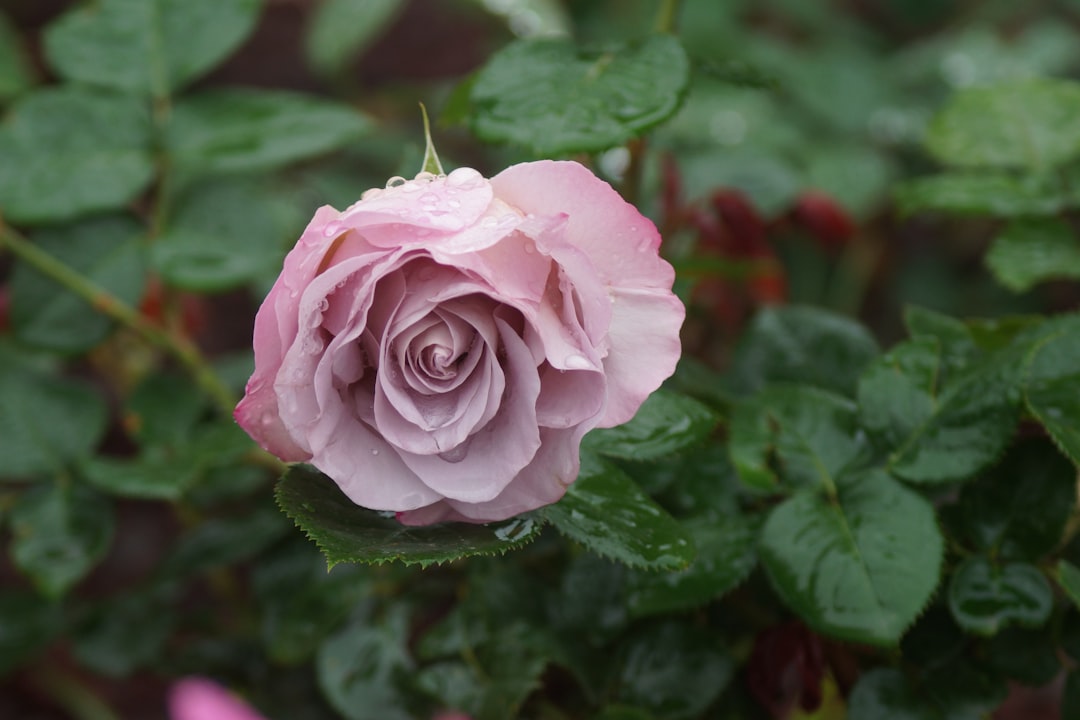 April Showers Bring Forth Floral Scents: Top Perfumes for Spring