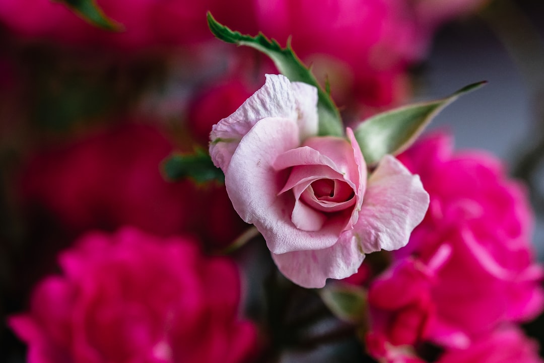The Blooms of Britain: Perfumes Inspired by National Flowers
