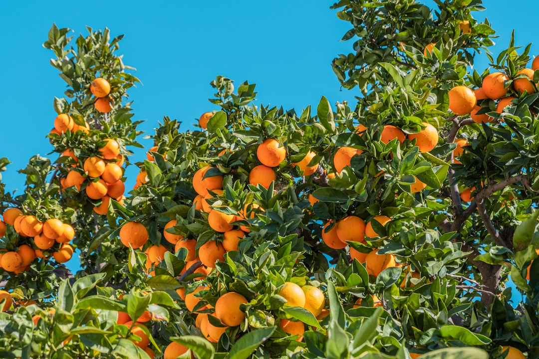 Spritz into Spring: Refreshing Citrus Scents for Brighter Days