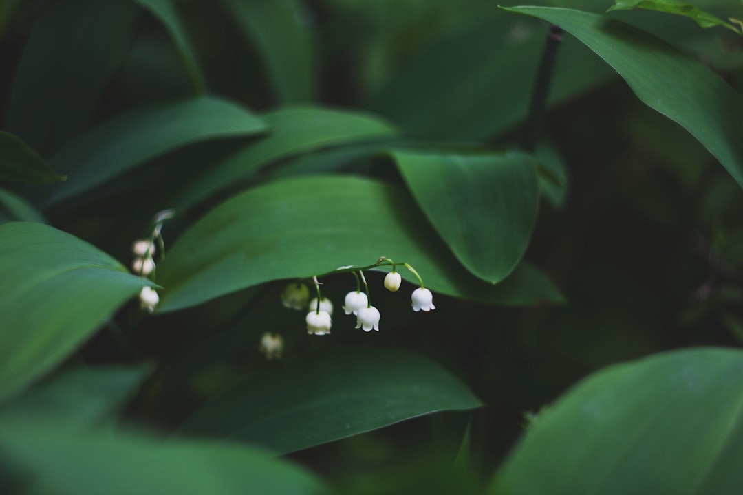 April in England: Capturing the Essence of Spring in a Bottle
