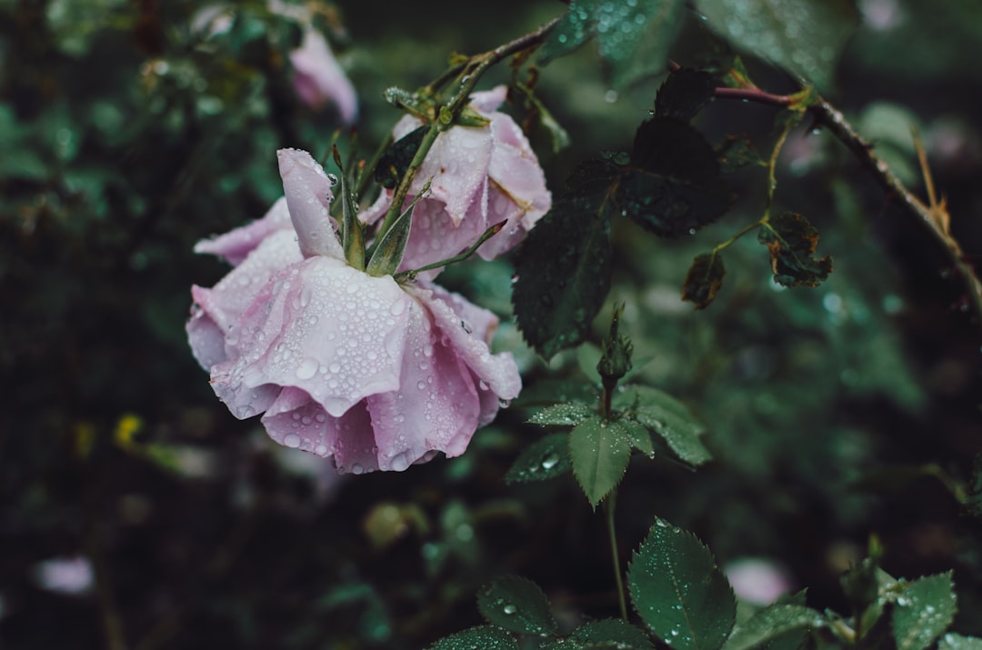 Nostalgic Scents: Fragrances That Evoke British Springs of Yesteryear